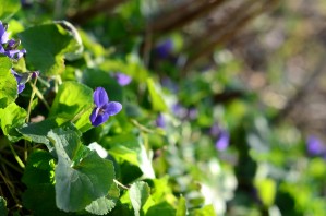 Spring sweet violets in the garden by Codrina Miculit